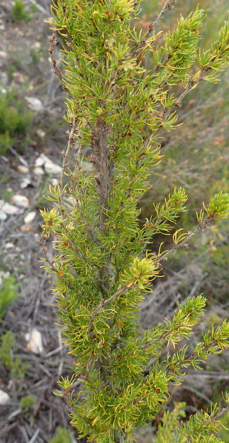 Image of Cliffortia paucistaminea var. australis C. Whitehouse