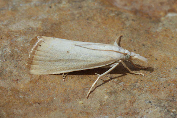 Image of Xanthocrambus