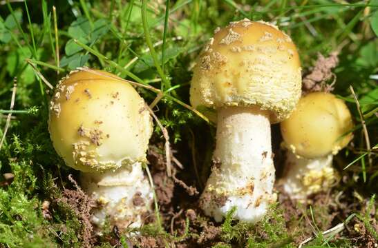 Image of Amanita franchetii (Boud.) Fayod 1889