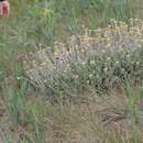 Image of Helichrysum drakensbergense Killick