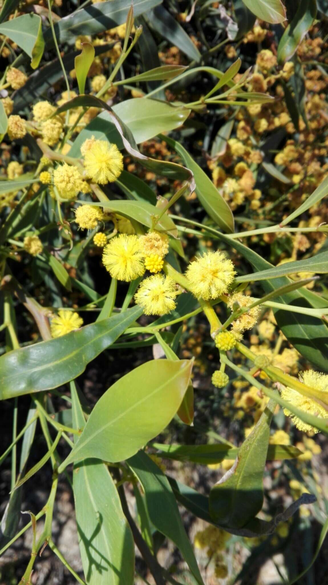 Image of orange wattle