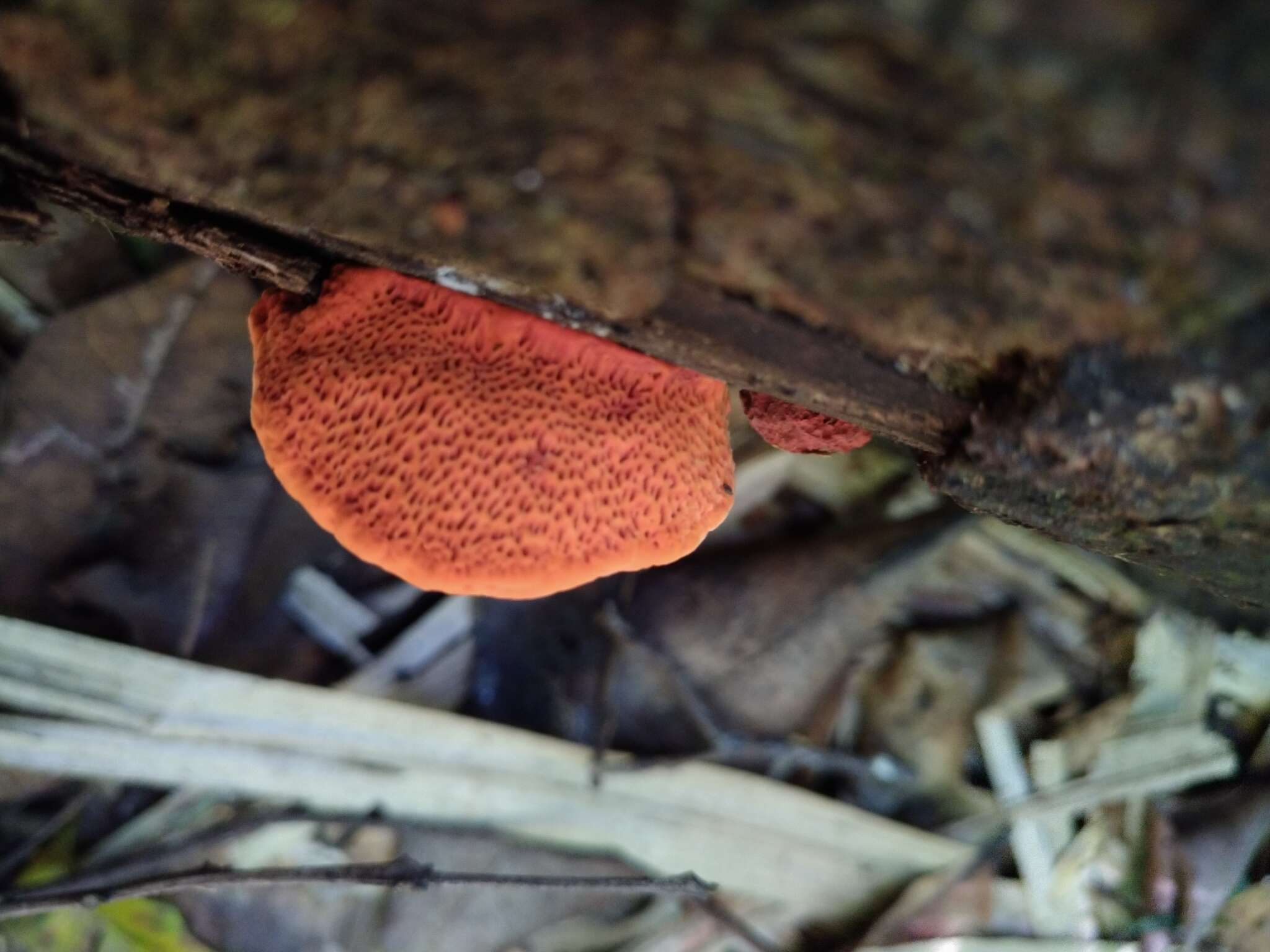 Sivun Pycnoporus puniceus (Fr.) Ryvarden 1972 kuva