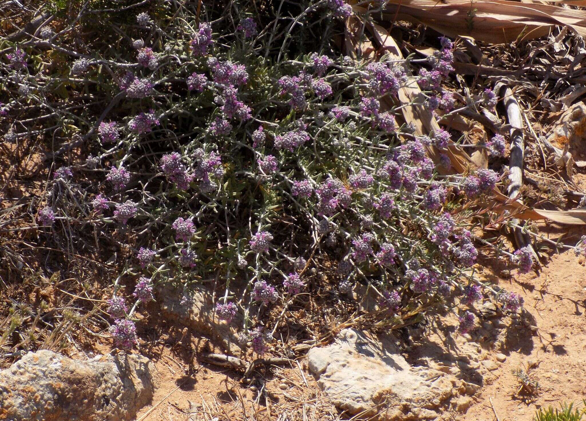 Image of Teucrium capitatum subsp. majoricum (Rouy) Nyman