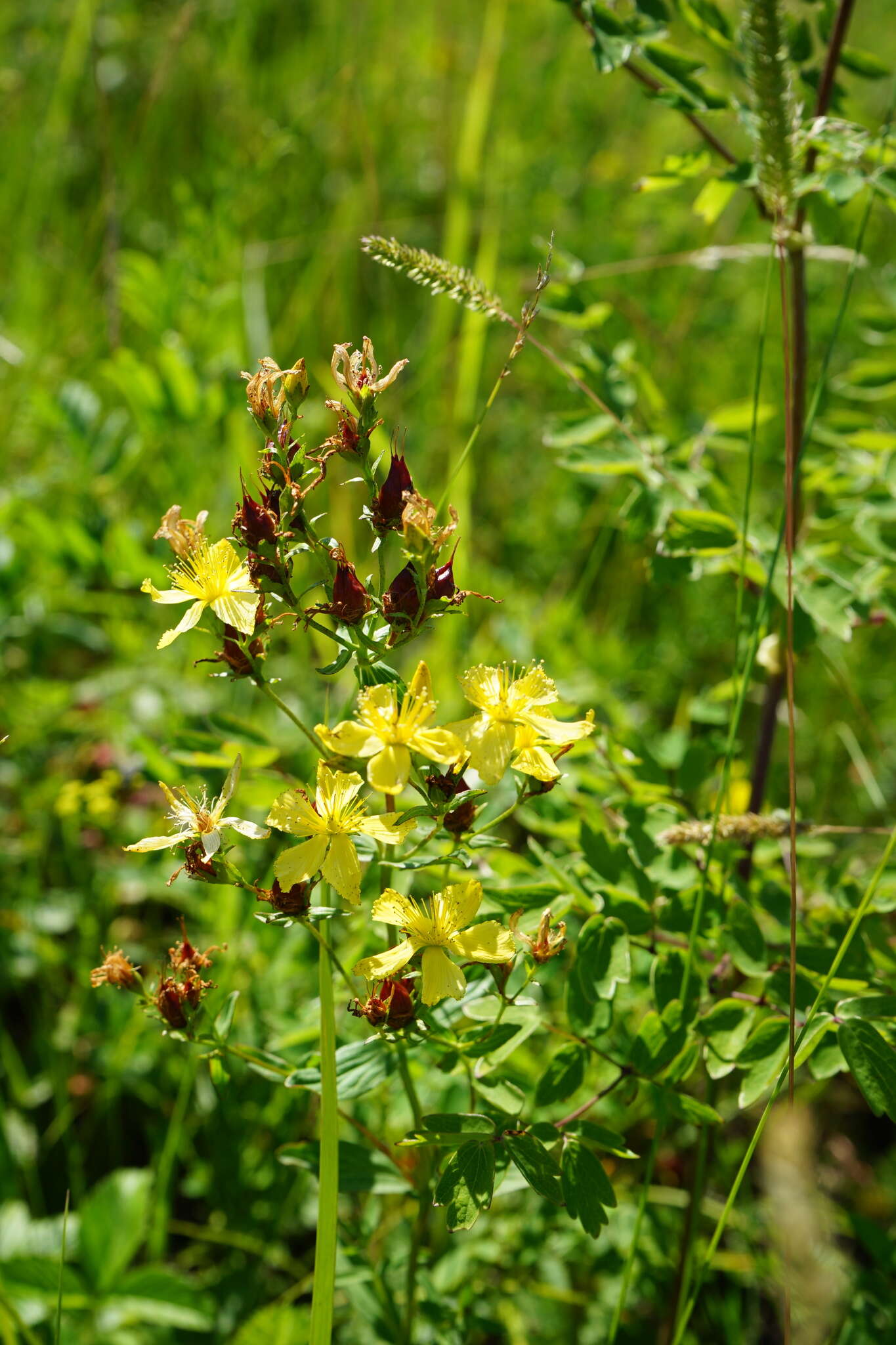 Image of Hypericum attenuatum Fisch. ex Choisy