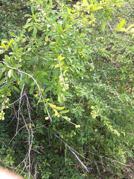 صورة Ligustrum quihoui Carrière