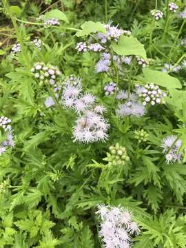 Image of Pinked Mistflower