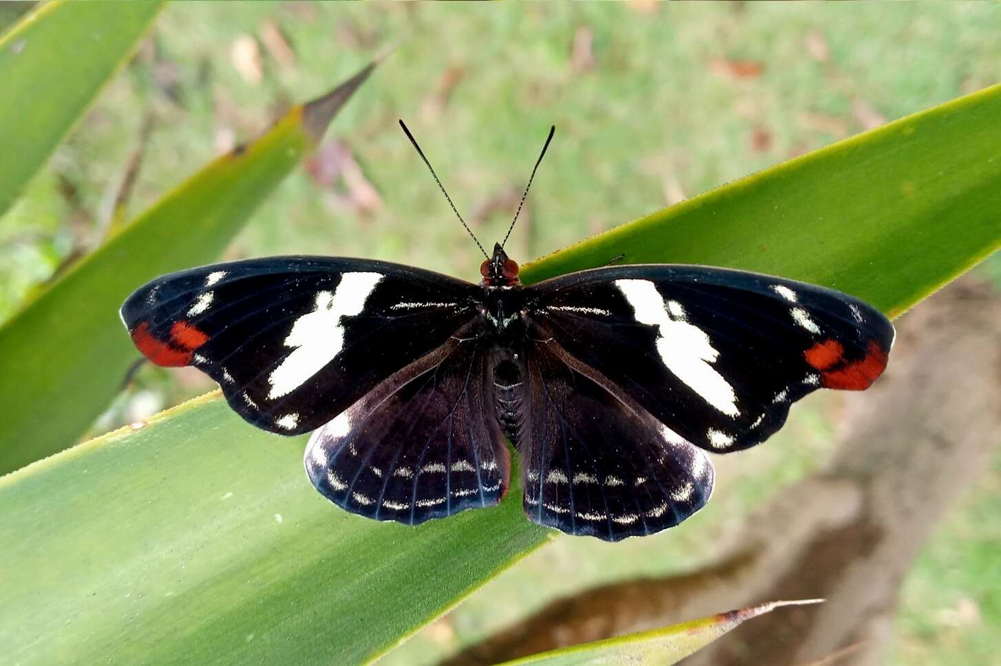 Image of Catonephele numilia penthia Hewitson 1852