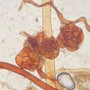 Image of raspberry Bryum