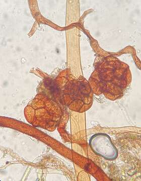 Image of raspberry Bryum