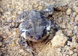 Image of Common Toad