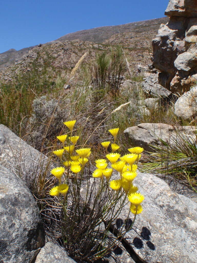 Imagem de Edmondia fasciculata (Andr.) Hilliard