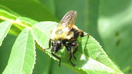 Image of Laphria thoracica Fabricius 1805