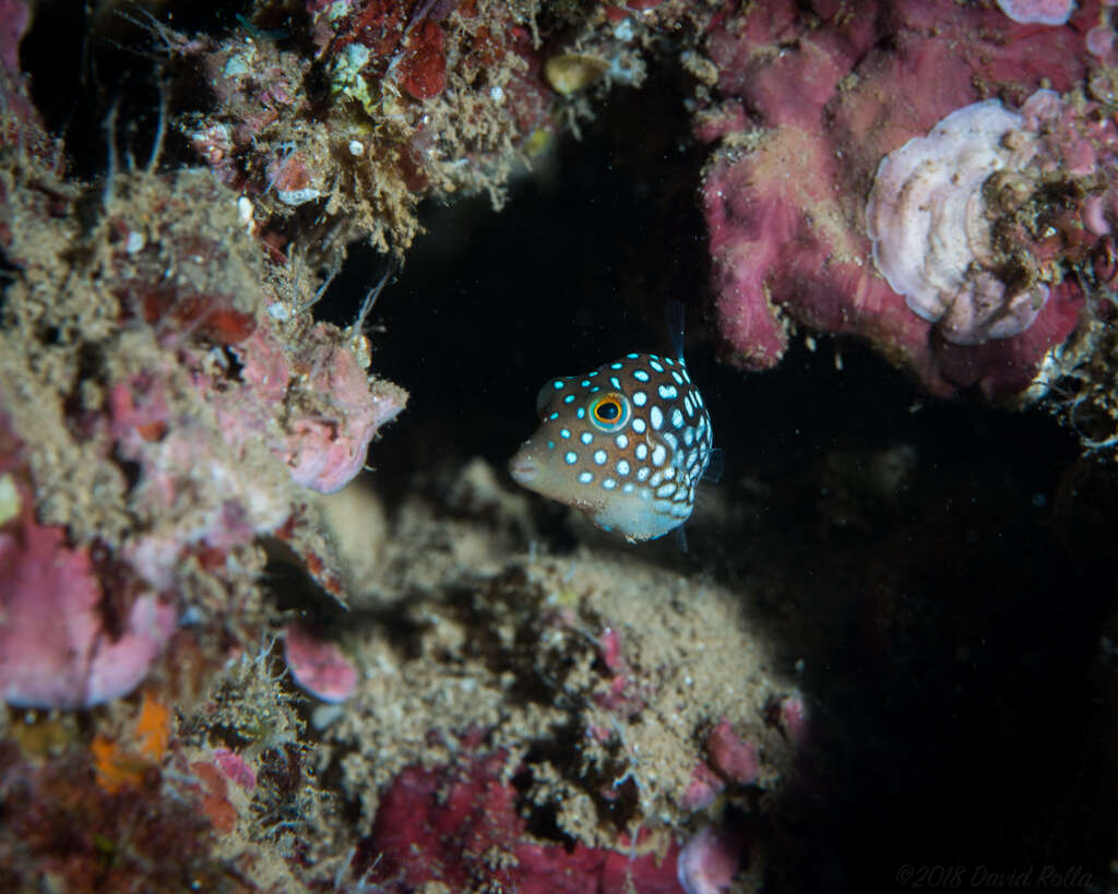 Image of Hawaiian Whitespotted Toby