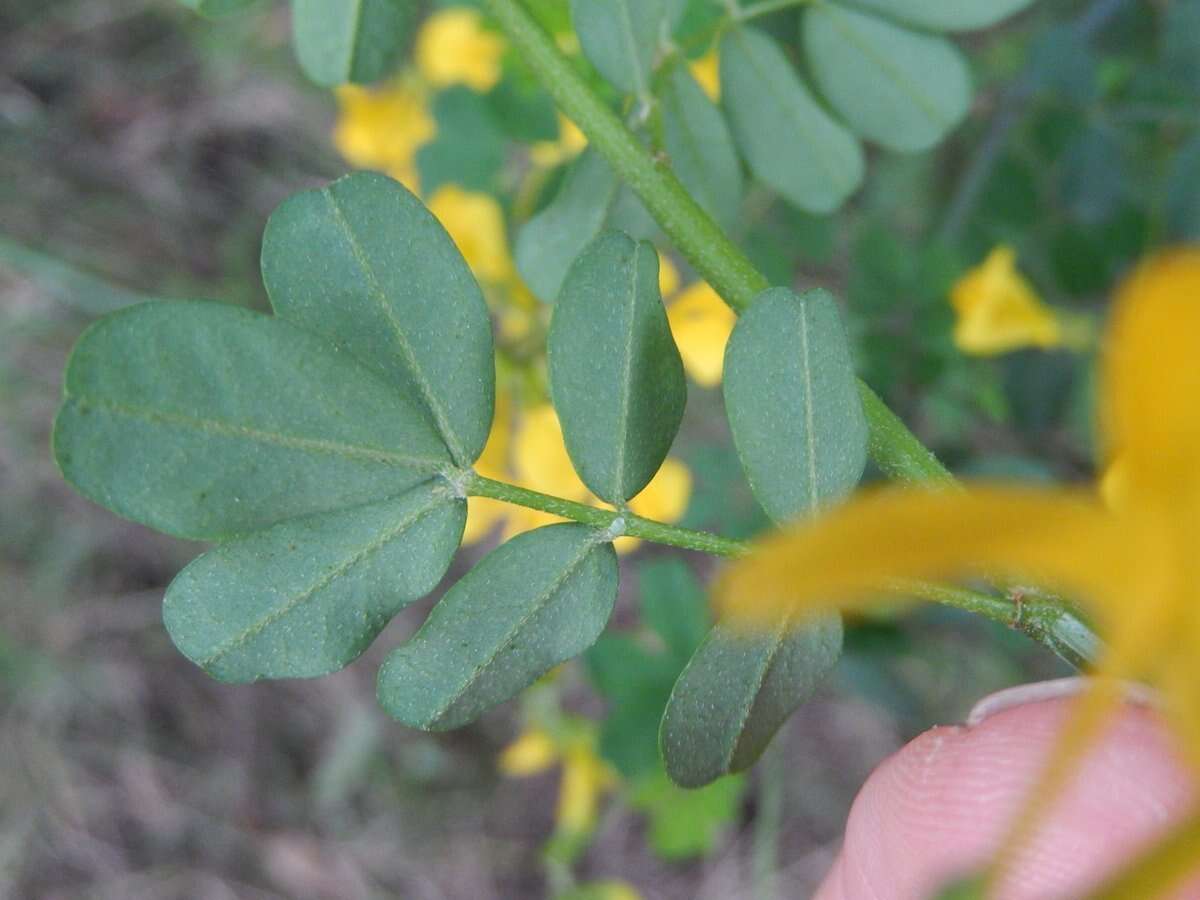 Image of Scorpion Senna