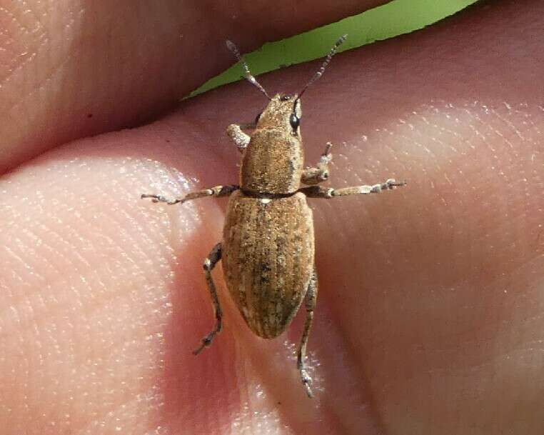 Image of Tanymecus (Tanymecus) lacaena (Herbst 1797)