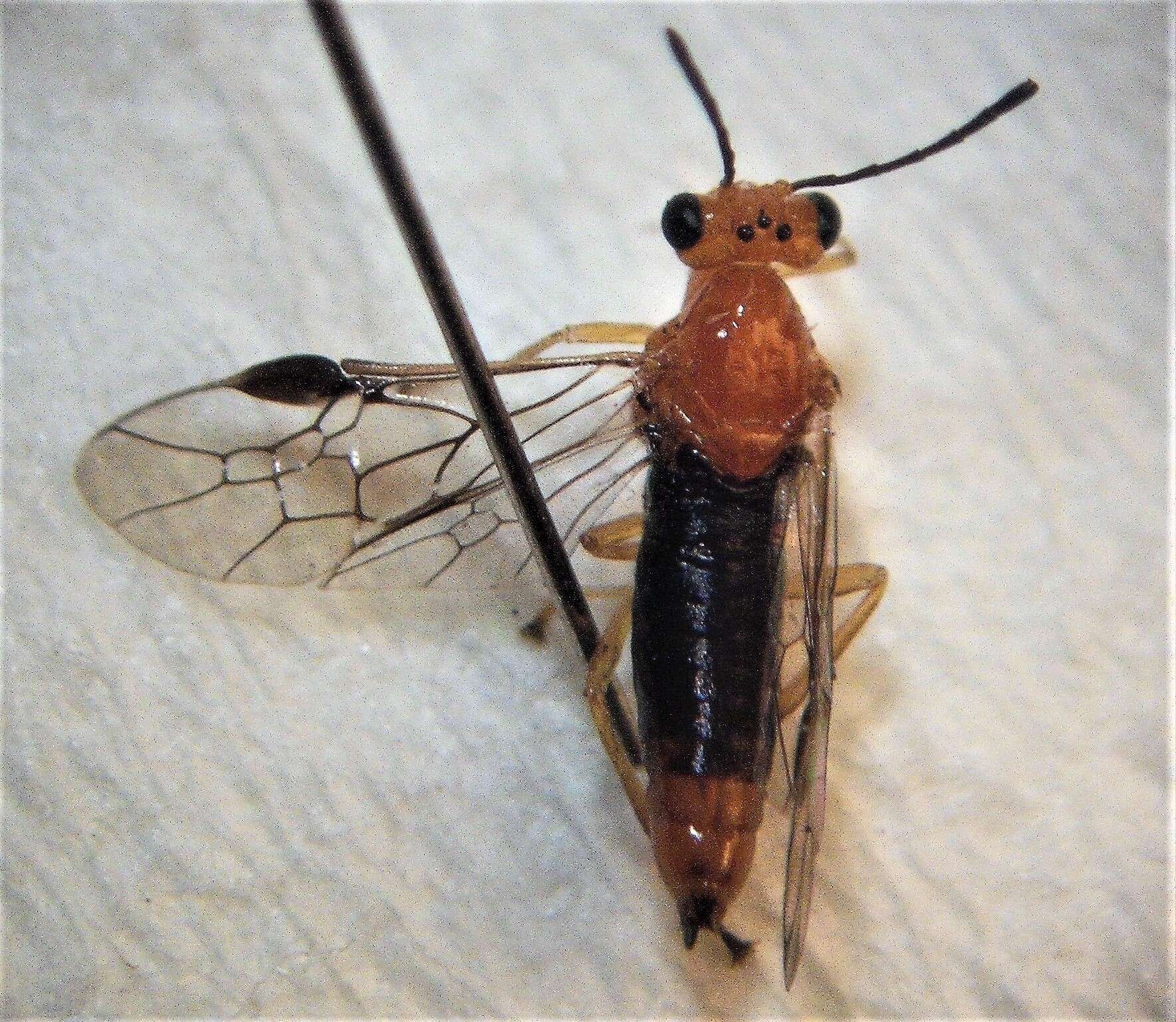 Слика од Phylacteophaga