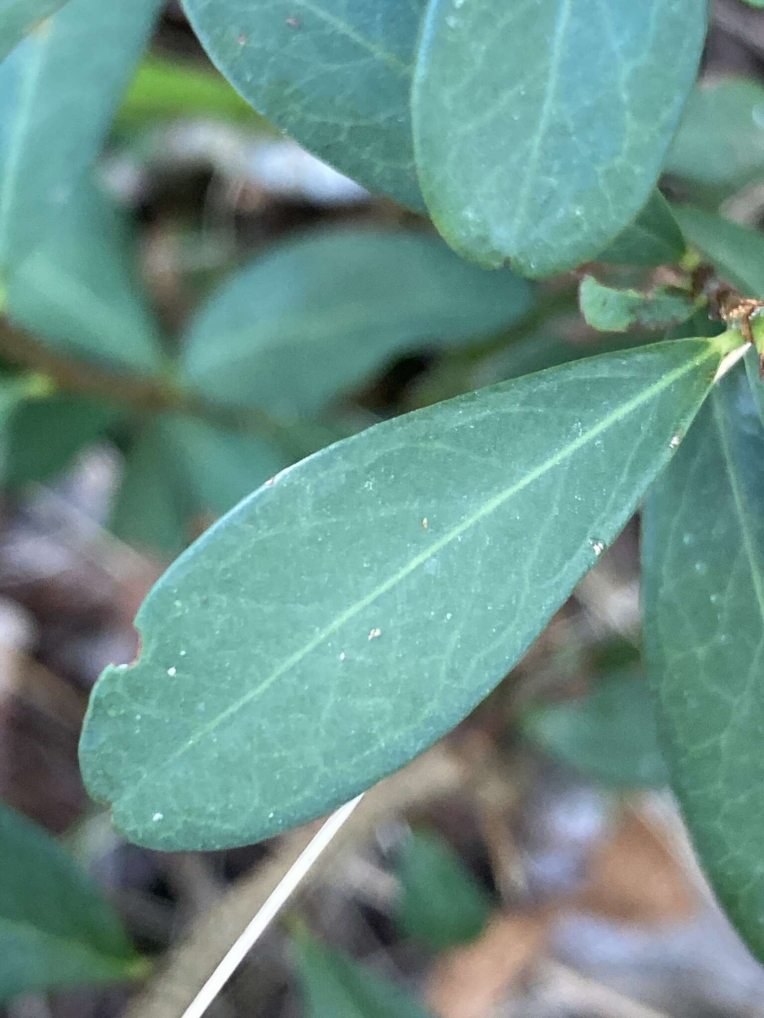 Image of Erythroxylum microphyllum A. St.-Hil.