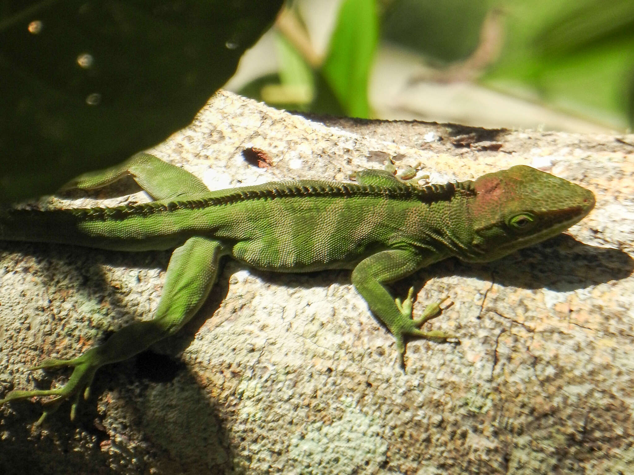 Image of Jamaican giant anole