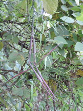 Sivun Periploca linearifolia Dillon & A. Rich. kuva