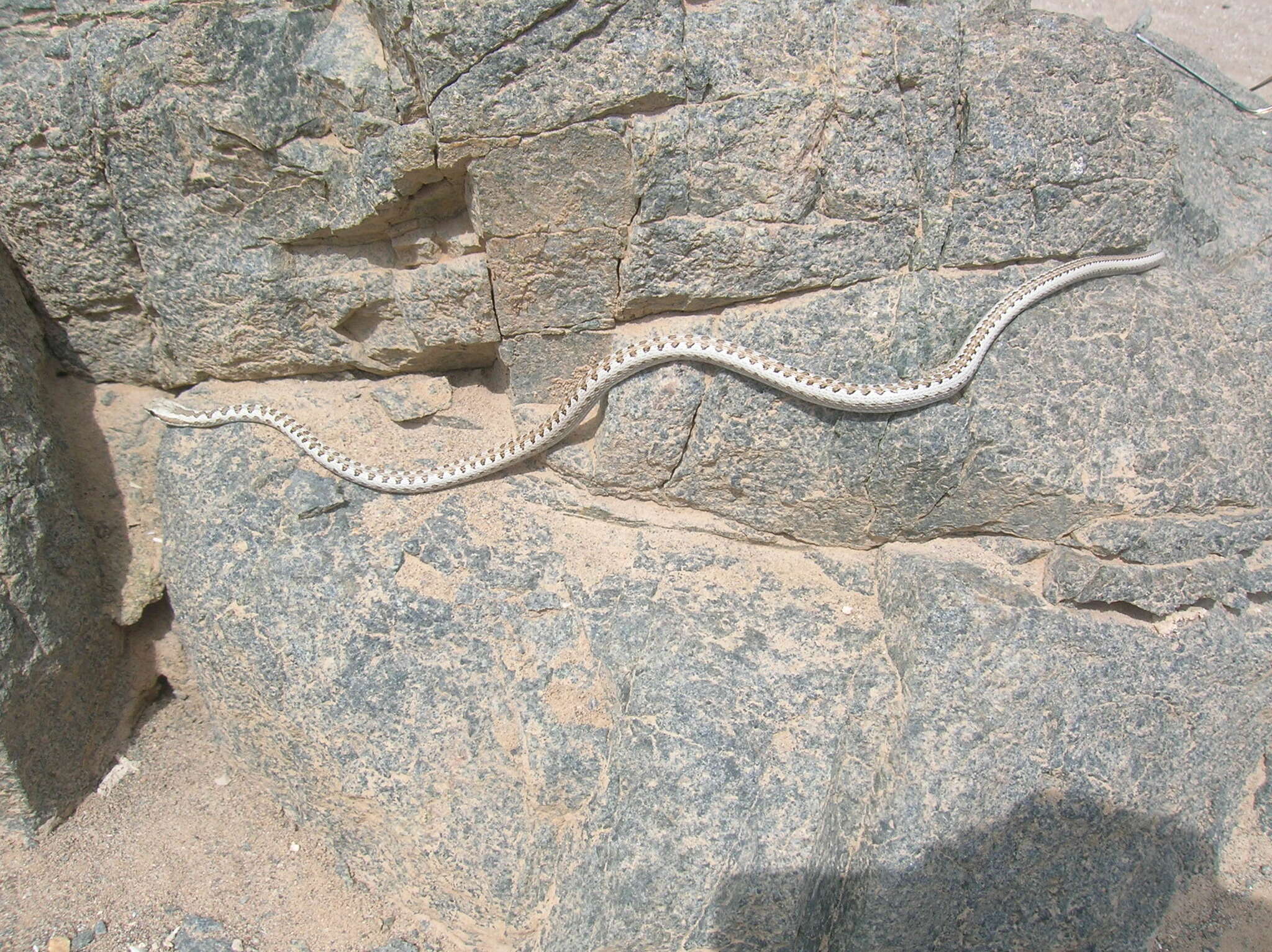 Pseudalsophis elegans (Tschudi 1845) resmi