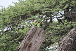 Image of Fischer's Lovebird