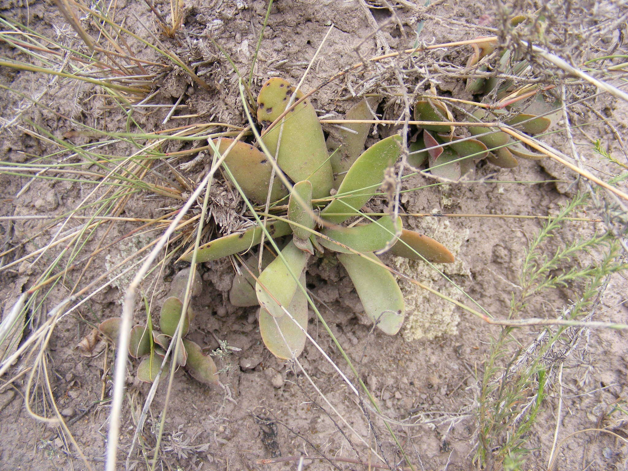 Image of Redleaf crassula