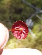 Image of brilliant red dung moss