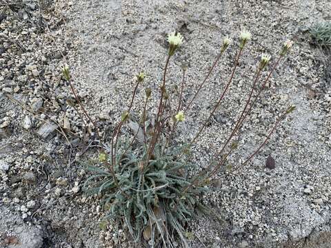 Sivun Chaenactis santolinoides Greene kuva