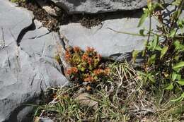 صورة Sedum catorce G. L. Nesom