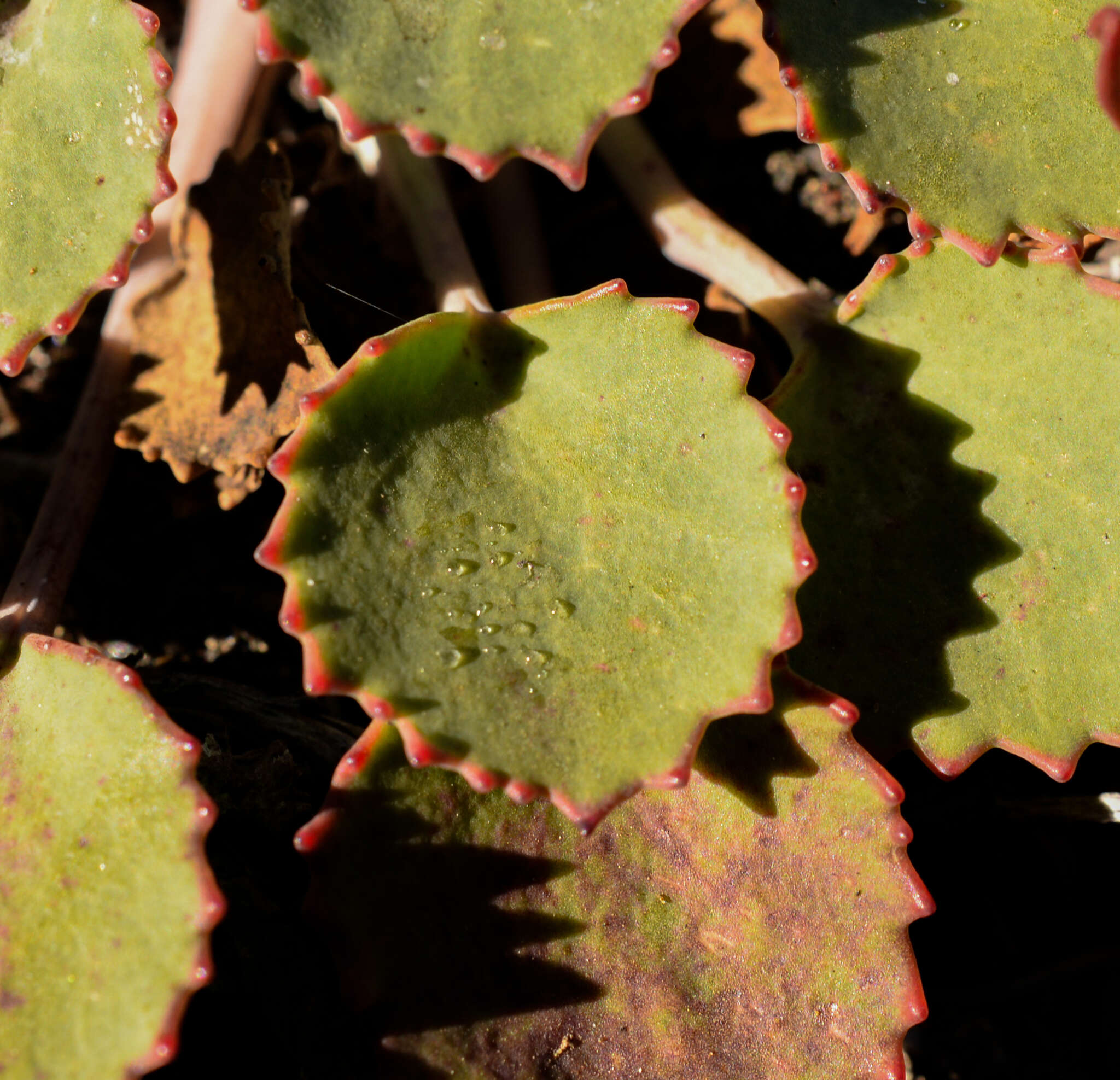 Image of Azorella volcanica (Math. & Const.) M. Hiroe