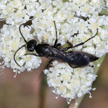 صورة Aporus unicolor Spinola 1808