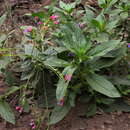 Echium stenosiphon subsp. lindbergii (Pettersson) Bramwell的圖片