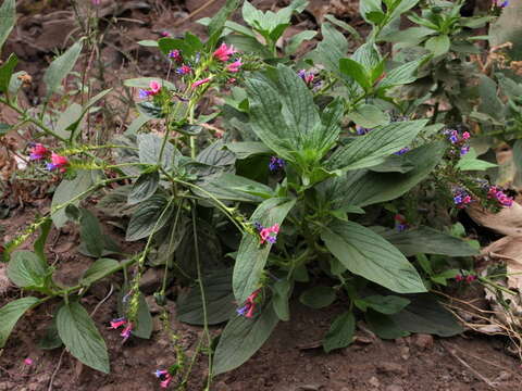 Echium stenosiphon subsp. lindbergii (Pettersson) Bramwell的圖片