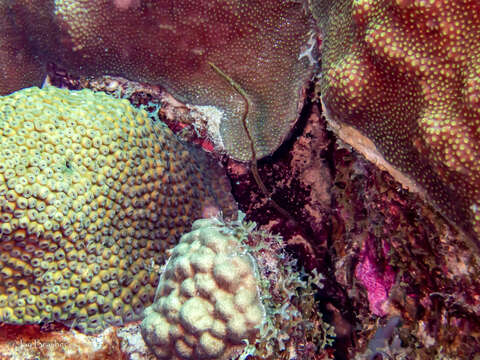 Image of Black Wire Coral