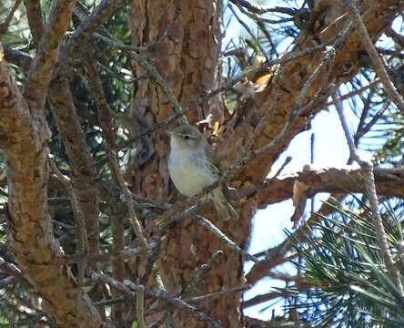 Image of Bonelli's Warbler