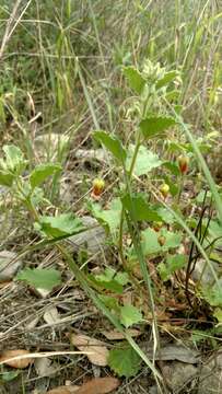 Image of Texas burstwort