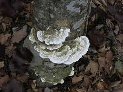 Image of Trametes gibbosa (Pers.) Fr. 1838