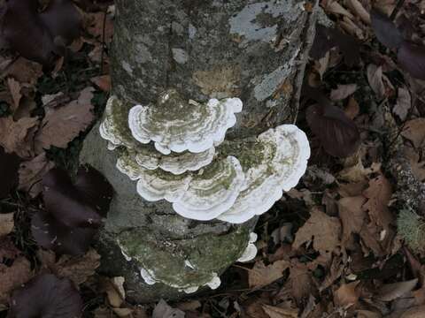 Image of Trametes gibbosa (Pers.) Fr. 1838