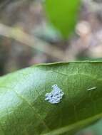 Image of Carronia multisepalea F. Müll.