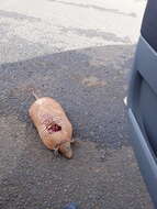 Image of Greater Naked-tailed Armadillo