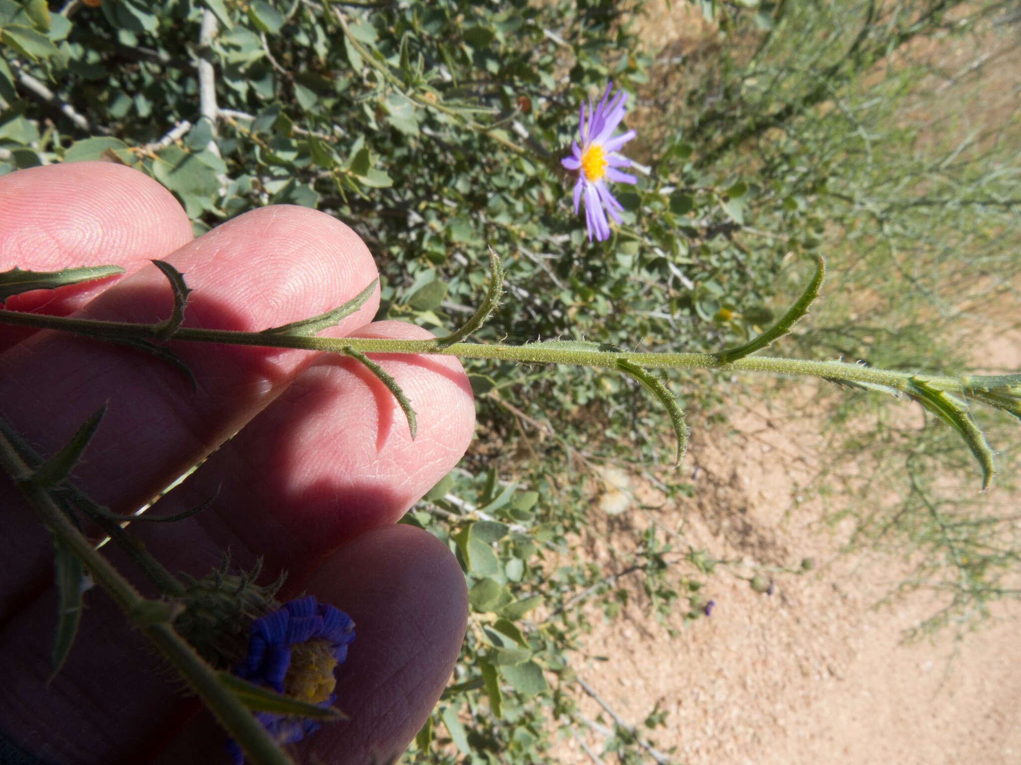 Imagem de Dieteria asteroides Torr.