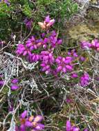 Image of Bell Heather