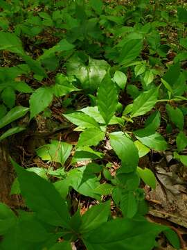 Image of bay starvine