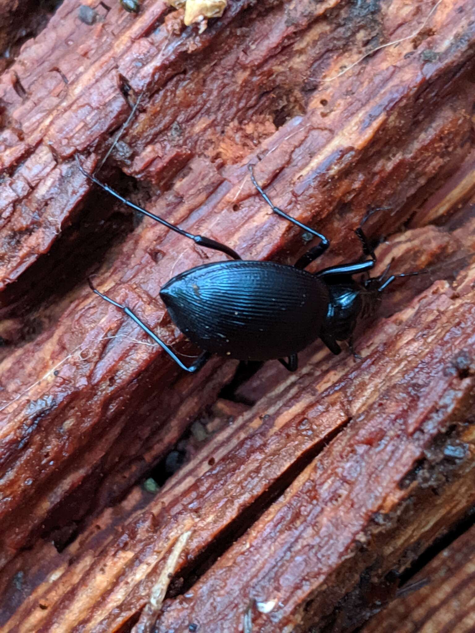 Image of Scaphinotus (Neocychrus) angulatus (T. W. Harris 1839)