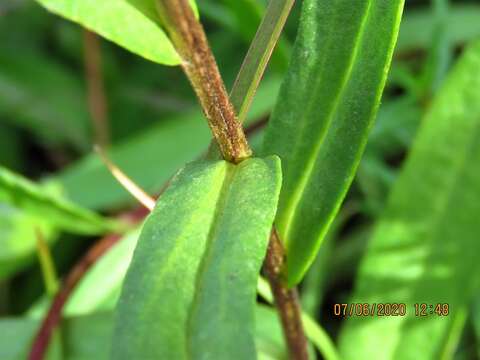 Image of <i>Xerochrysum palustre</i>