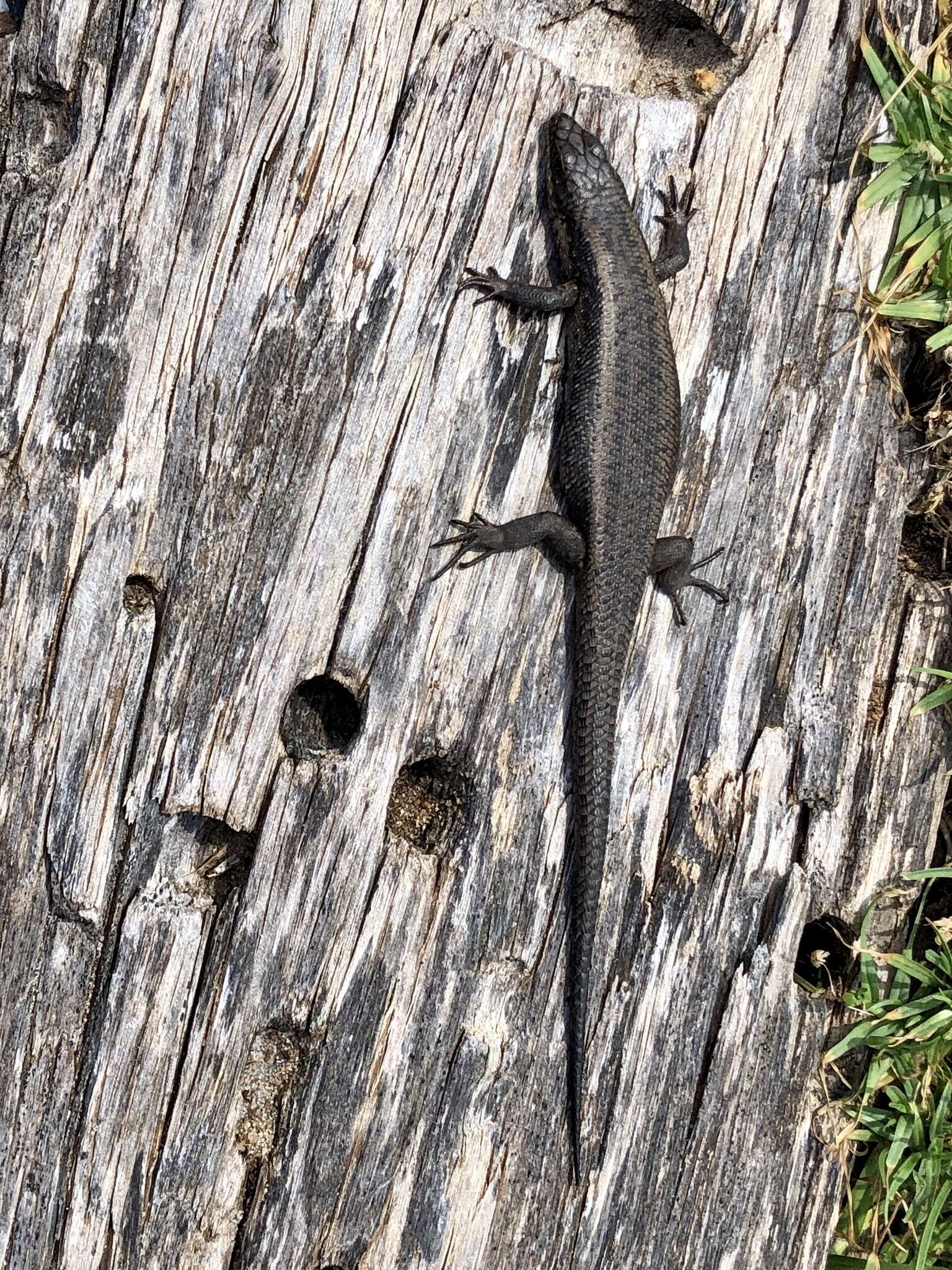 Plancia ëd Egernia napoleonis (Gray 1838)