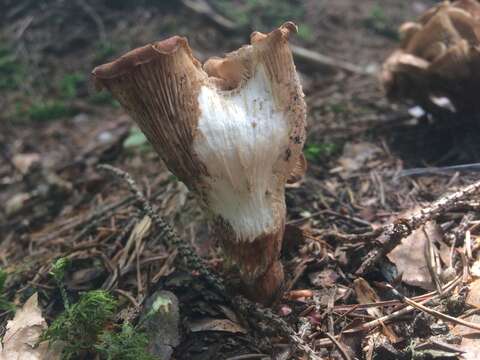 Image of Rhodocollybia filamentosa (Velen.) Antonín 1986