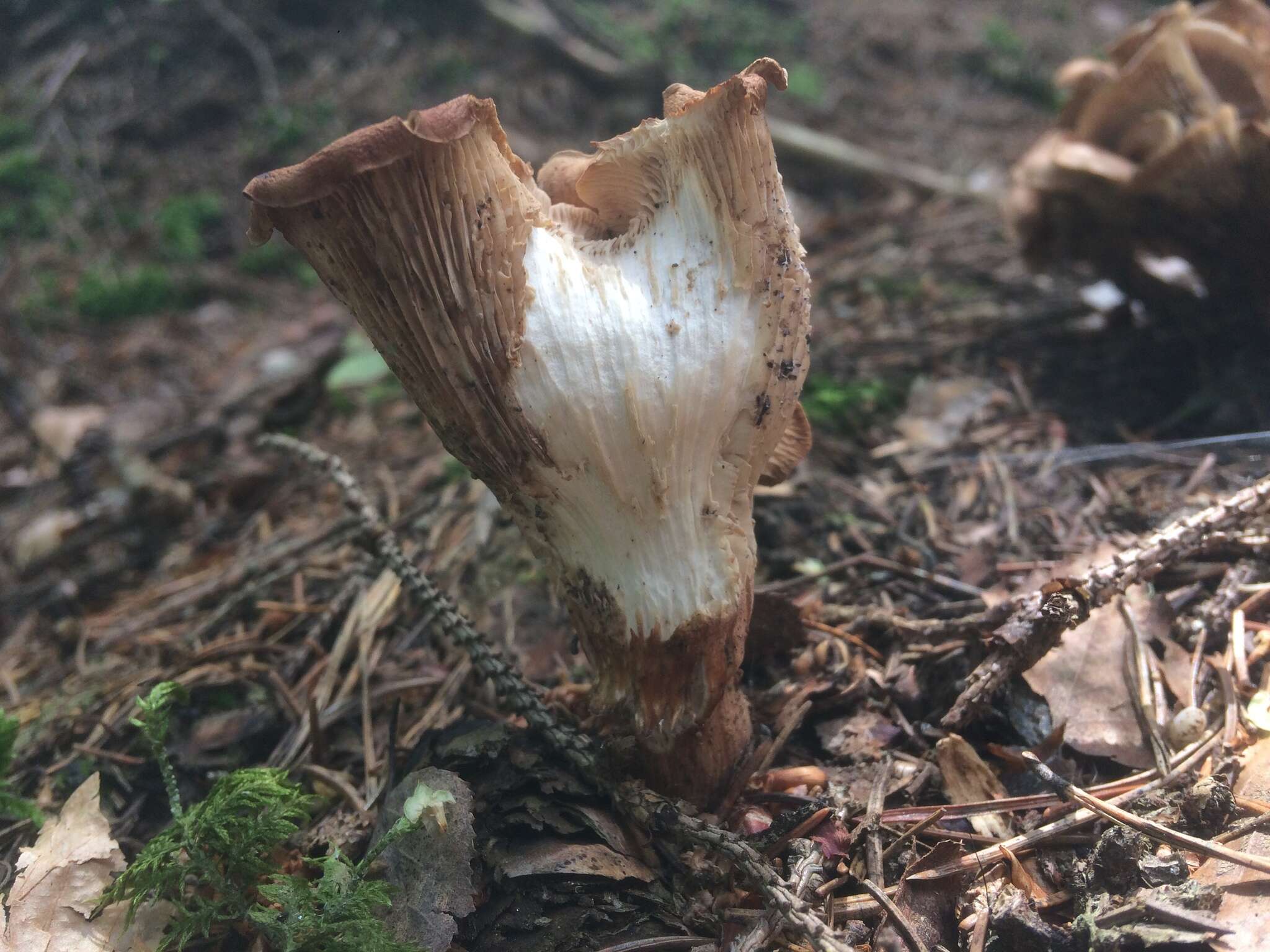 صورة Rhodocollybia filamentosa (Velen.) Antonín 1986