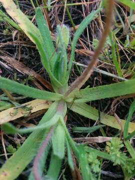 Image of Platystemon californicus Benth.