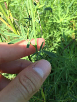 Image of white prairie clover